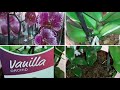 Обзор Новые Орхидеи | Phal. Potter | Vanilla Orchid | Phal. Amaglad