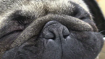 Do all pugs have stenotic nares?