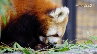 レッサーパンダガイド~Red Panda