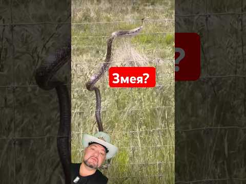 Что остановит змею, ползущую в дом? #snake #змея #энерголикбез