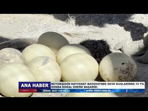 BÜYÜKŞEHİR HAYVANAT BAHÇESİ’NDE DEVE KUŞLARINDA 10 YIL SONRA DOĞAL ÜREME BAŞARISI