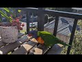 Some colourful vistors joined us for breakfast🦜 #shorts #youtubeshorts