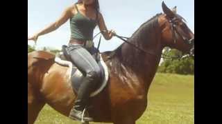 Thoroughbred galloping (Ex race horse)