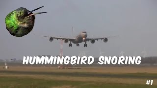 hummingbird snoring