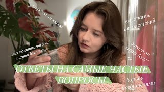 видео: Блеск листьев | Мои нет в Растениях и уходе || закадровая жизнь Зелёного Блога | В&О картинка: Блеск листьев | Мои нет в Растениях и уходе || закадровая жизнь Зелёного Блога | В&О