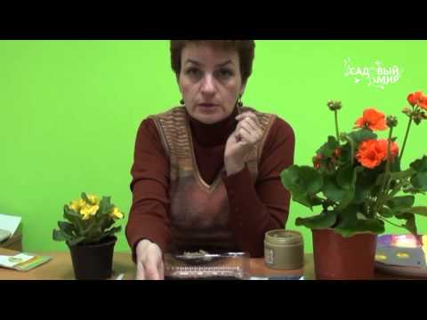 Video: Uzgoj Lobelije iz sjemena kod kuće