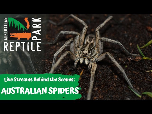 AUSTRALIAN SPIDERS (LIVE FOOTAGE) | AUSTRALIAN REPTILE PARK