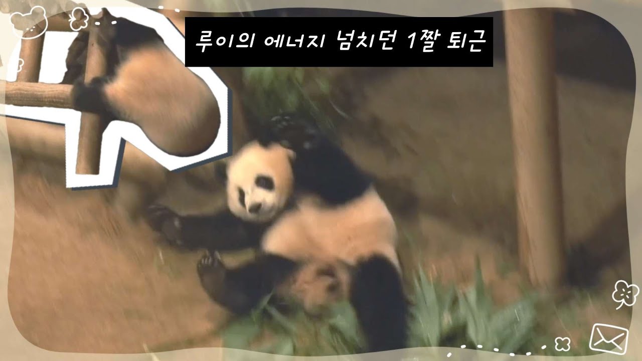 루이바오의 깡루이 시절 에너지 넘치는 1살의 퇴근