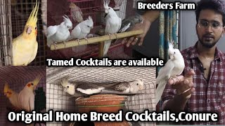 Cockatiel Birds Sale | With Price Breeding | Beginner Tips | Cockatiel Farm Vlogs|Future Tamila