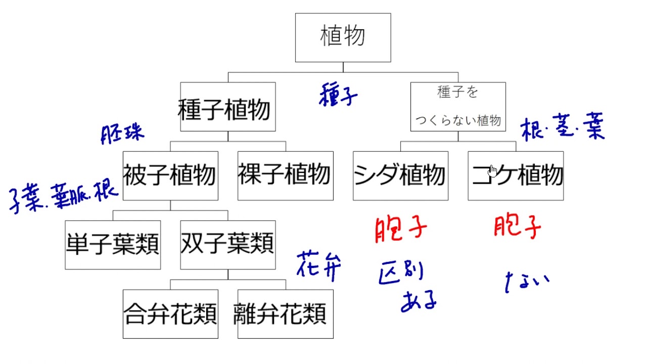 植物の分類（2021年度改定） - YouTube