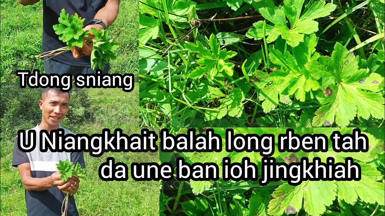 Dawai Niangkhait balah long rben tah da une ban khluid bad kiwei kiwei ki jait jingpang.#66