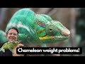 Weight management for chameleons