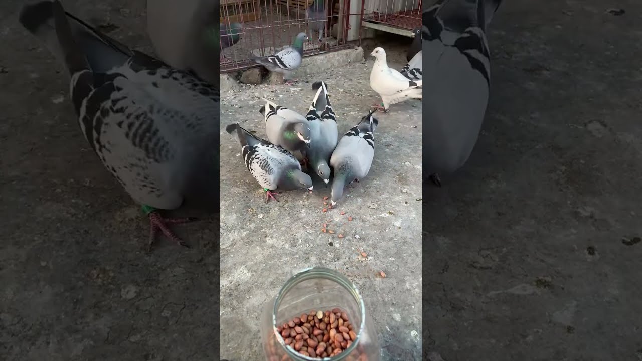 Feeding pigeons 🥜