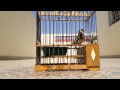 Goldfinch shower / استحمام طائر الحسون