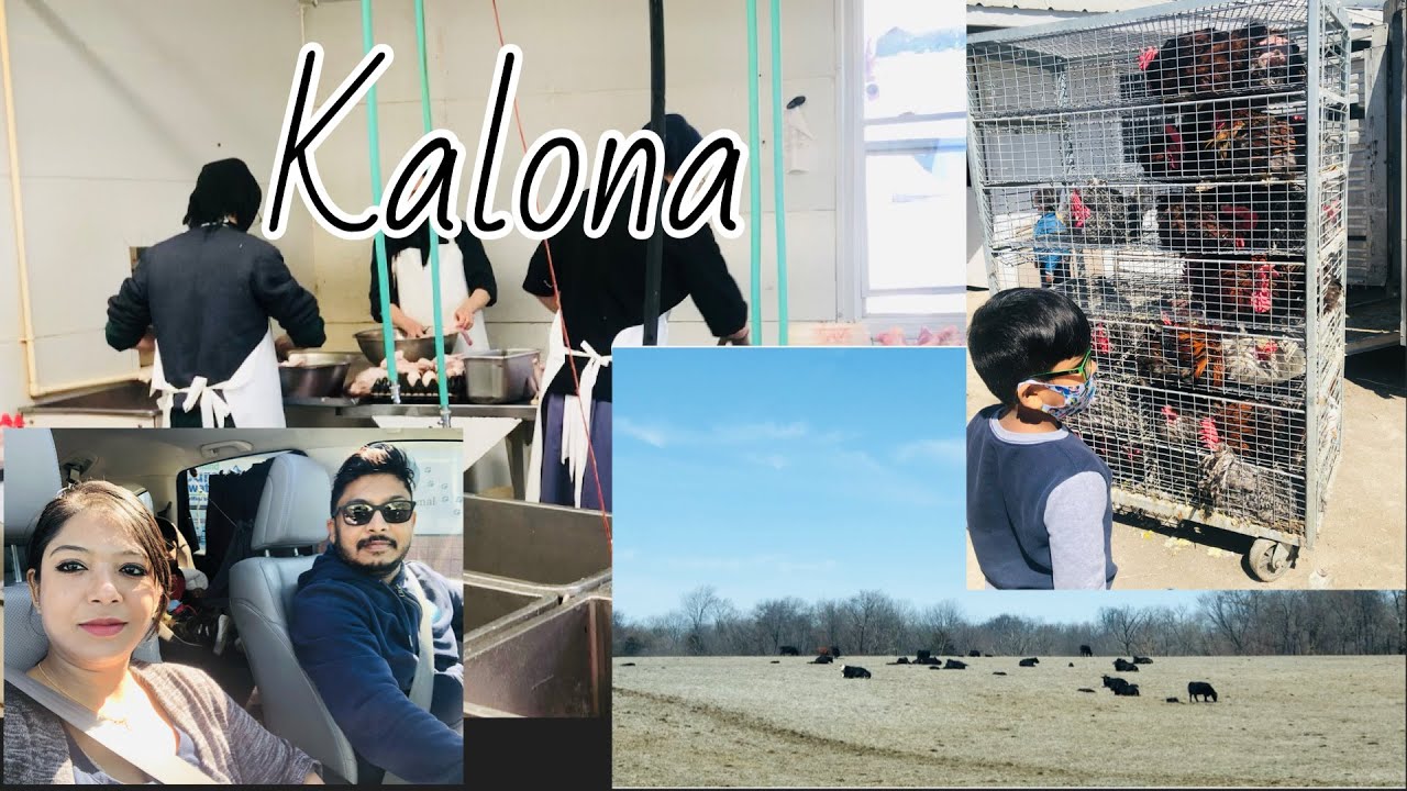 Kalona Visit to the Village of America Amish Village in IOWA Chicken Farm In USA Village