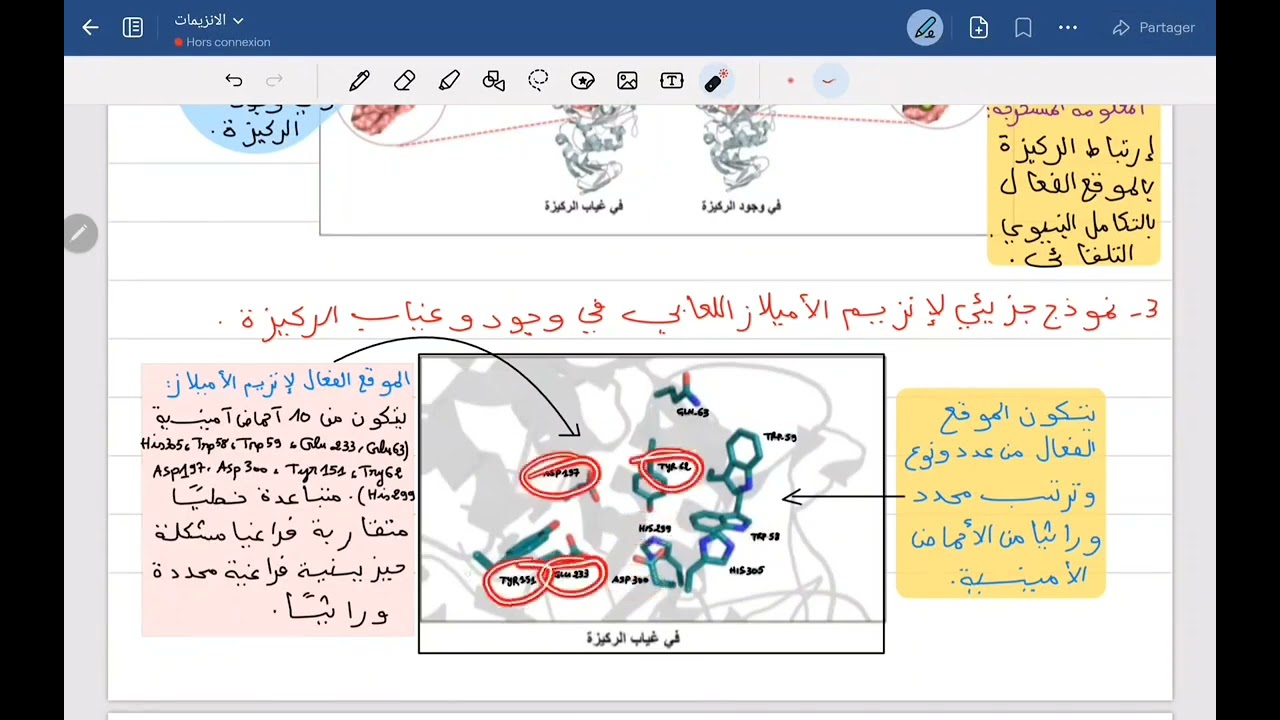 الدورة المجانية للانزيمات: النشاط الانزيمي الجزء الثاني 