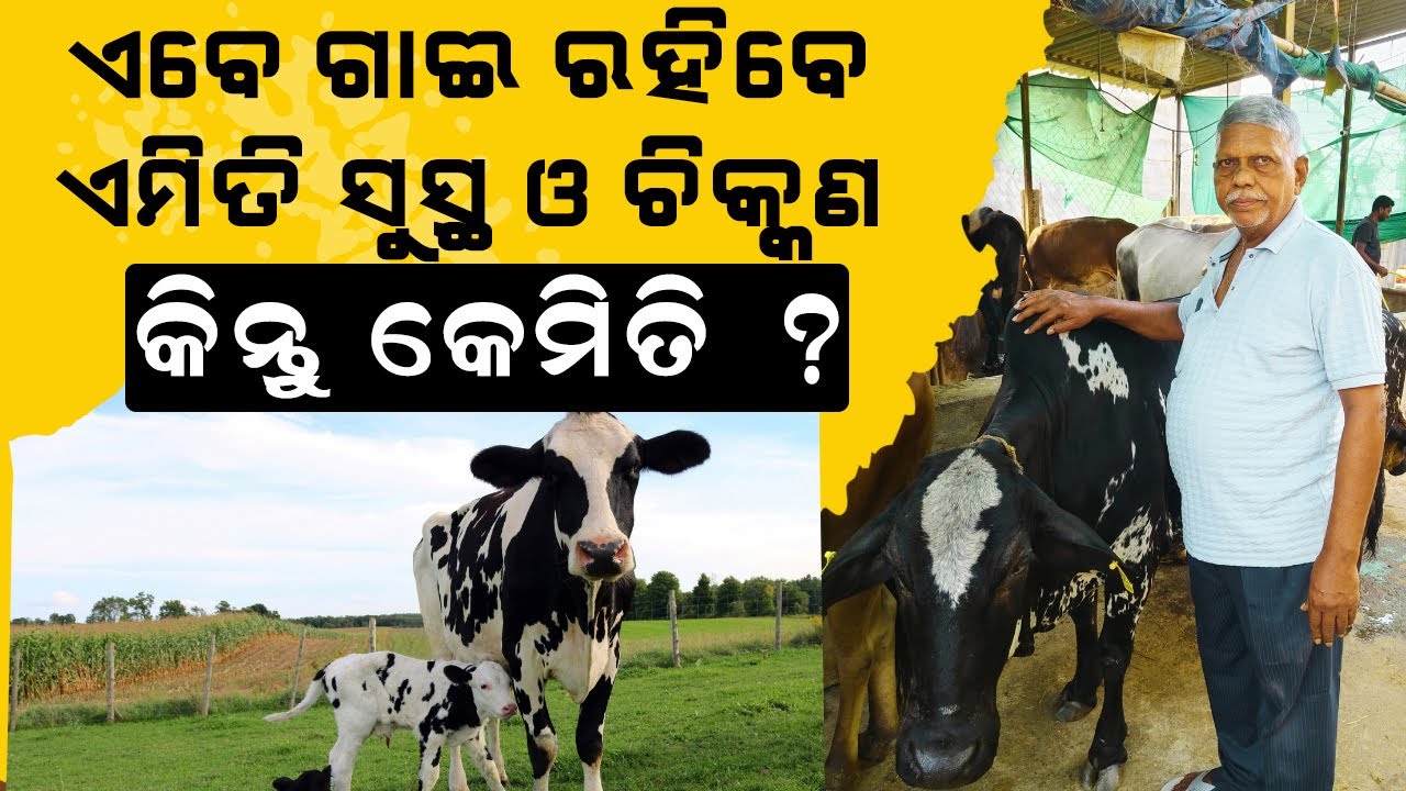 ଗାଈ ମାନେ କେମିତି ସୁସ୍ଥ ଓ ଚିକ୍କଣ ରହିବେ || How to keep cows shiny and helthy ? @EfarmingOdisha
