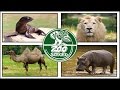 ZOO Szeged 2020 - turul in cea mai mare gradină zoologică a Ungariei.