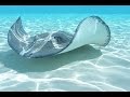 Swimming With Stingrays in the Cayman Islands (60p)