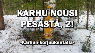 KARHU NOUSI PESÄSTÄ 2.