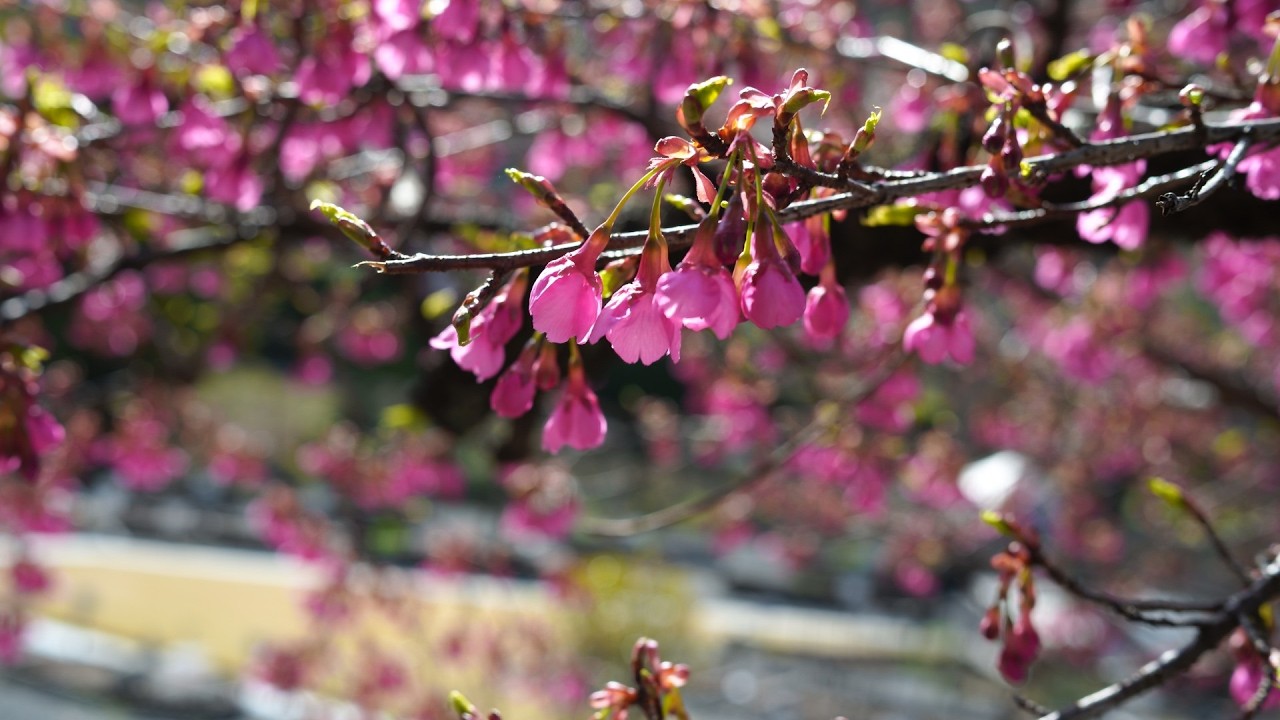 Kyoto Hiking March 1, 2026  桜の開花予想