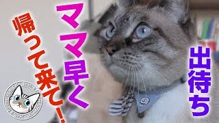 【Jean & Pont 1548】部屋の外から帰ってくるママを迎えに行くジャンくん 2018/11/21 #お迎え #ママ #ジャン #ポン 【Jean & Pont 1548】部屋の外から帰ってくるママを迎えに行くジャンくん 2018/11/21 #お迎え #ママ #ジャン #ポン