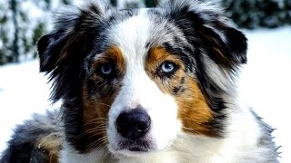 Колли, Австралийская овчарка, Бордер колли. Породы собак(Collie, Australian Shepherd, Border Collie. Это видео создано в редакторе слайд-шоу YouTube: http://www.youtube.com/upload., 2015-10-30T16:56:37.000Z)