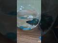Fish Collection's Koi, Molly, Beta, Guppies and Red ear Koi #nkpnature #fishtank #fish #fishlovers