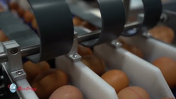 Egg Grader - S91