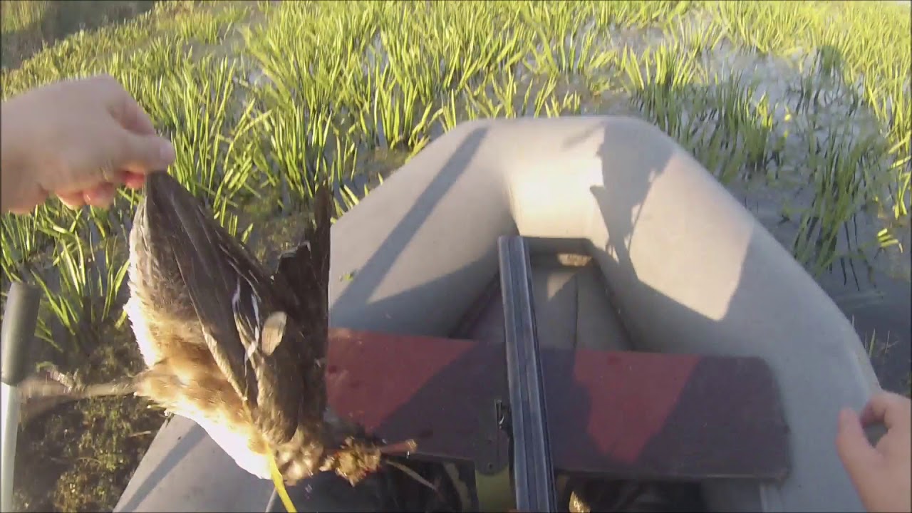 Отличное ОТКРЫТИЕ охоты в Томской Области август 2017 года.