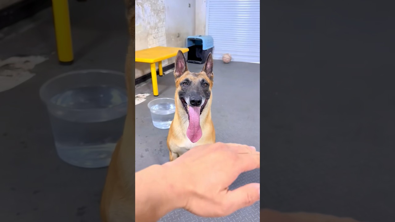 Bite me 😱💯// #dogs #dog #malinois #belgianmalinois #pets