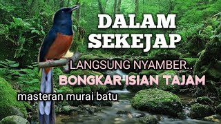 MASTERAN MURAI BATU memancing EMOSI jadi NYAUT GACOR BONGKAR MATERI TEMBAKAN | PANCINGAN MURAI