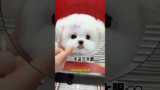 This little Bichon Frize is so cute. The little tongue looks fake. Who wouldn’t like it? The Bichon