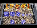 【ワケギ】種球を掘って保存する！