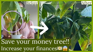 Money Tree (Pachira Aquatica) Root Rot, Overwatering & Tips For More Money!! screenshot 4