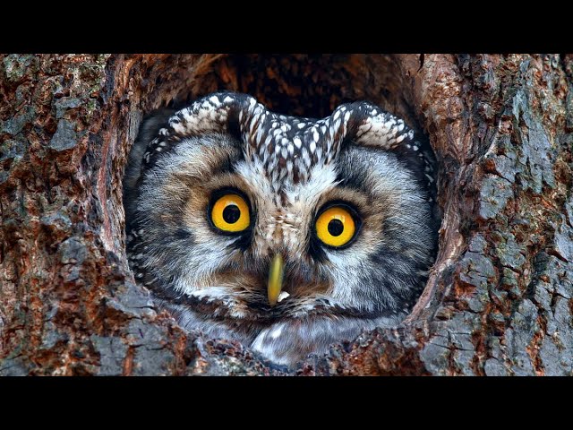 Een pracht van een natuurfilmpje (5min.), over Tsjechisch wildlife