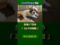 ジャックラッセル母娘 ミルクの時間･･･【わんこ生活66】（ Jack Russell ） (2008/10)　#jackrussellterrier #ジャックラッセル