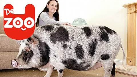 Wie viel kostet ein Minischweine?