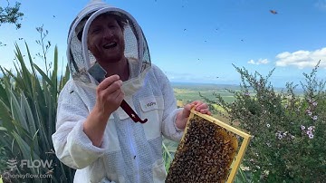 What to do with a queenless hive 🤷‍♂️👑