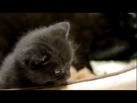 Kitten named Yau contemplates life