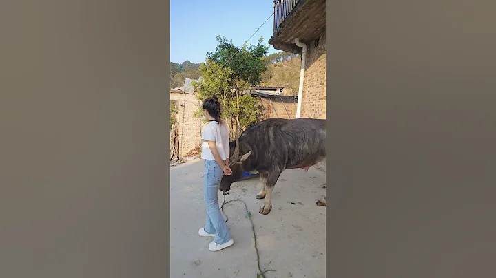 A mountain girl who spends all day with cows, my cow herding life - DayDayNews