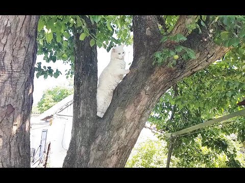 Turkish angora cat learns to climb the tree - YouTube