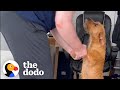 Dog Returned 2 Days After Being Adopted | The Dodo Foster Diaries