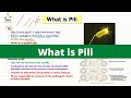 What is pili  bacterial pili  monera kingdom
