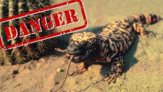TOP 9 ANIMALS YOU DIDN'T KNOW WERE VENOMOUS by EARTH TRACE 147 views 1 year ago 4 minutes, 35 seconds