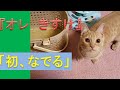 初めて「きすけ」をなでる！かわいいふわふわ