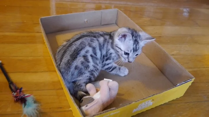 Video 1644071: silver spotted bengal kitten, bengal kitten boy, bengal litter, silver male bengal