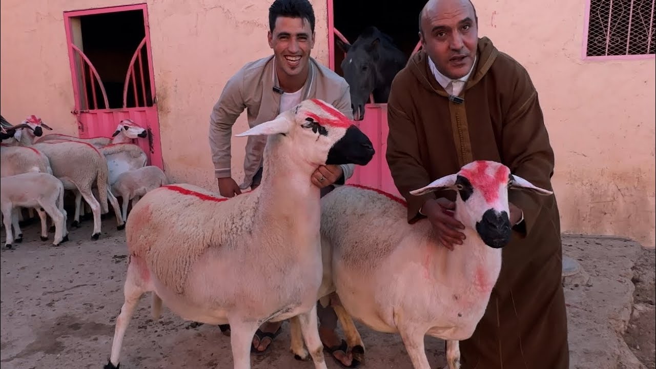 نعجة 🐑 صردية غادة تبدل ليك العقلية 🧠 جودة مالكية للبيع عند رشيد 