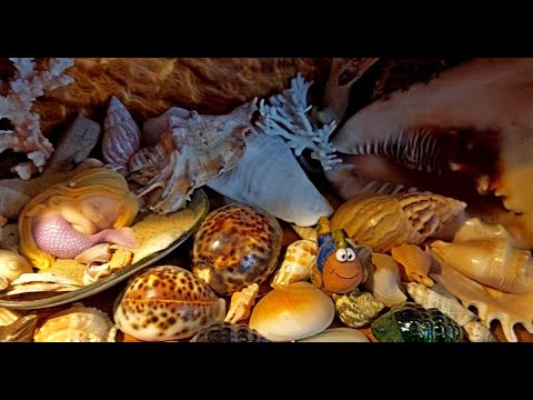 Видео: влог - невнимание доктора, растения зимой, русалочка и мышиная полянка