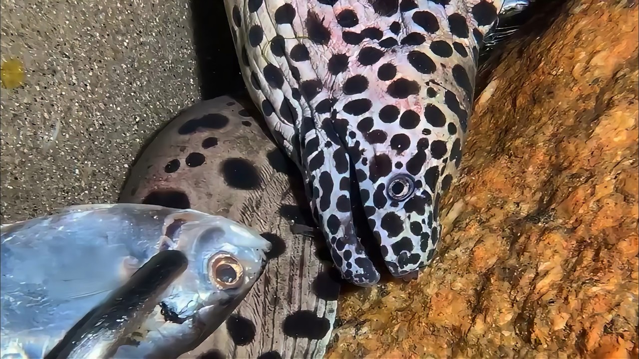 Live 🟢 –Giant Crab Hunt Tonight - You Pick the Next！🦀🌊#diving  #fishing #hunting #shorts